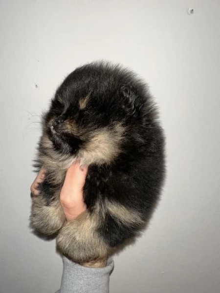 Cuccioli di Pomerania  | Foto 2