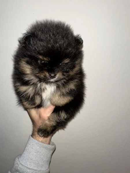 Cuccioli di Pomerania 