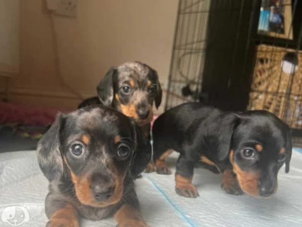 Bellissimi Cuccioli di Bassotto