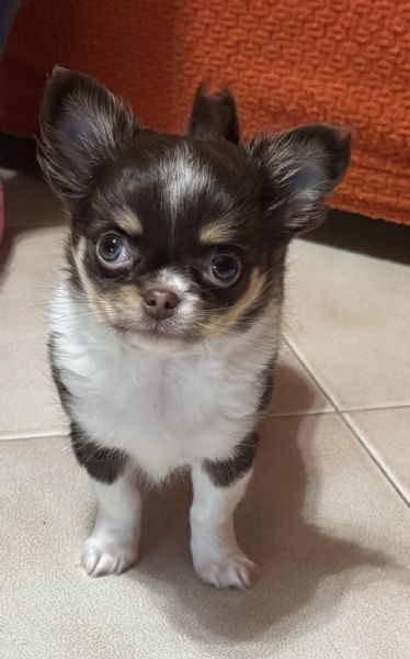 Cucciolo femmina chihuahua 2 mesi | Foto 3