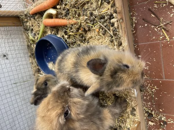 Conigli razza nana e testa di ariete  | Foto 1