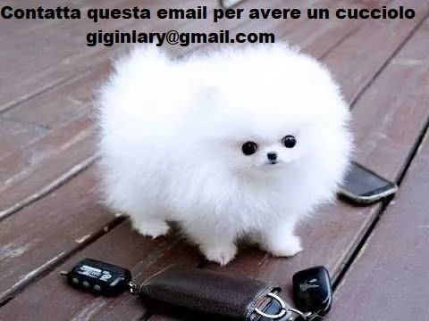 cuccioli pomeranian Volpino spitz