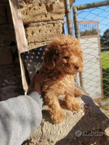 regala cuccioli di barboncino maschi e femmine | Foto 0