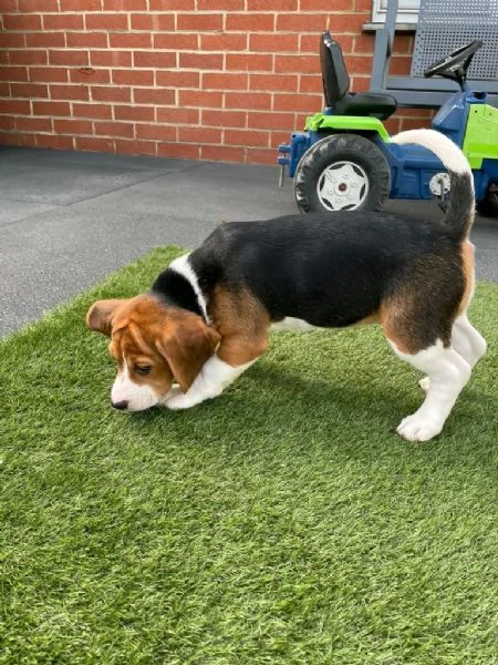 regala cuccioli di beagle maschi e femmine | Foto 2