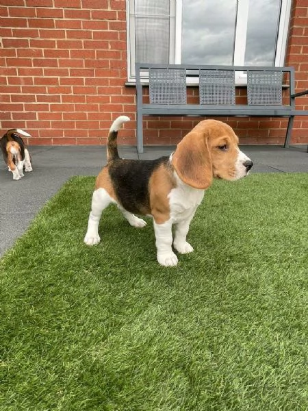 regala cuccioli di beagle maschi e femmine | Foto 0