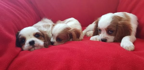 regala cuccioli di Cavalier King maschi e femmine