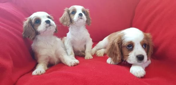 regala cuccioli di Cavalier King maschi e femmine | Foto 2