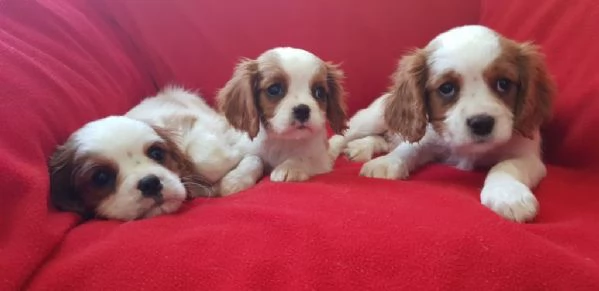 regala cuccioli di Cavalier King maschi e femmine | Foto 1