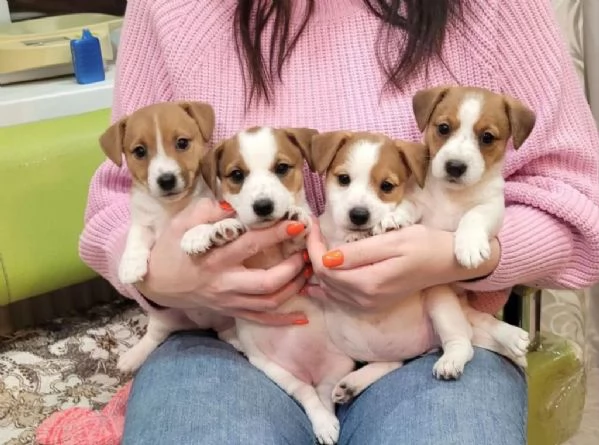 regala cuccioli di Jack Russel maschi e femmine