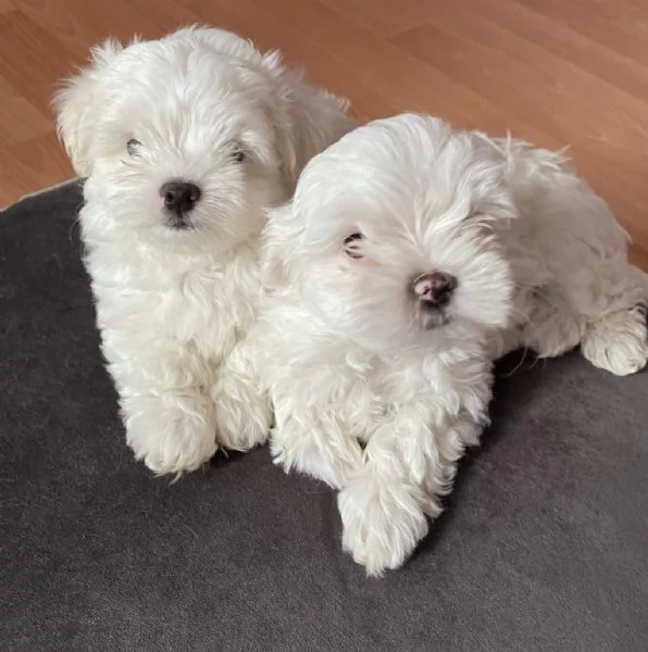 regala cuccioli di maltese maschi e femmine | Foto 1