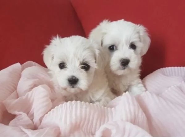 Cuccioli Maltese