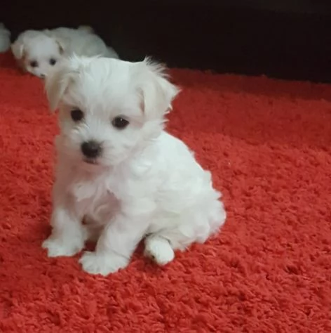 Cuccioli Maltese | Foto 0