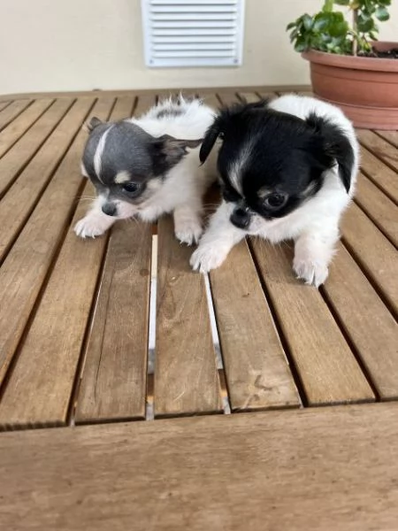 Cuccioli di Chihuahua