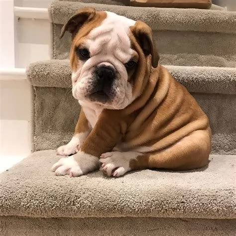 Cuccioli di Bulldog Inglese | Foto 0