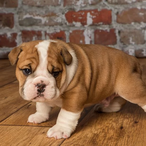 Cuccioli di Bulldog Inglese