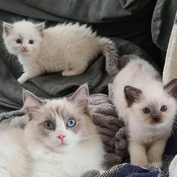 Disponibili simpatici gatti del Ragdoll