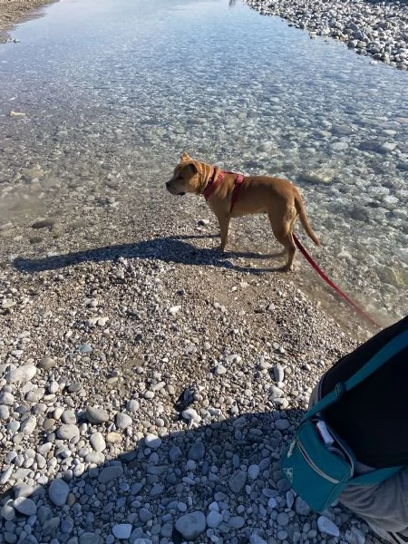 Cane Amstaff | Foto 1