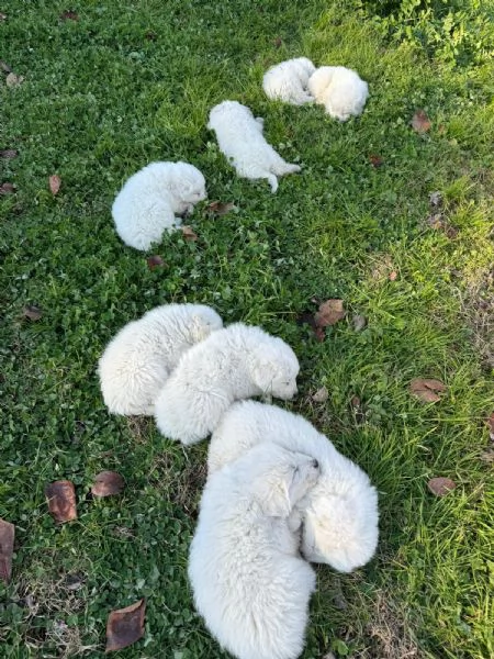 Cucciolo cane Pastore Maremmano Abruzzese