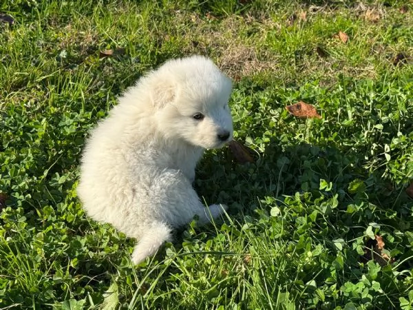 Cucciolo cane Pastore Maremmano Abruzzese | Foto 6