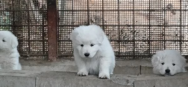 Cucciolo cane Pastore Maremmano Abruzzese | Foto 5