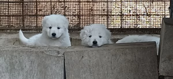 Cucciolo cane Pastore Maremmano Abruzzese | Foto 0