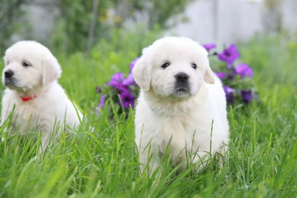 Due cuccioli di Golden Retriever ti aspettano! | Foto 0