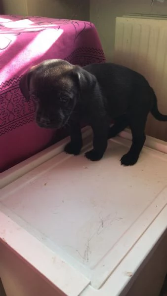 Regalo cuccioli di cane meticci Labrador - Spinona 