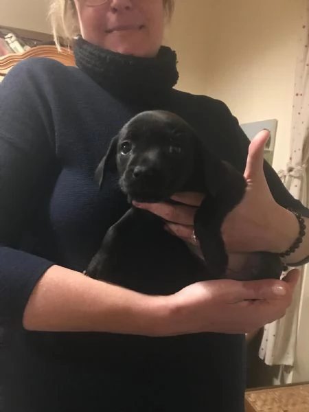 Regalo cuccioli di cane meticci Labrador - Spinona  | Foto 3