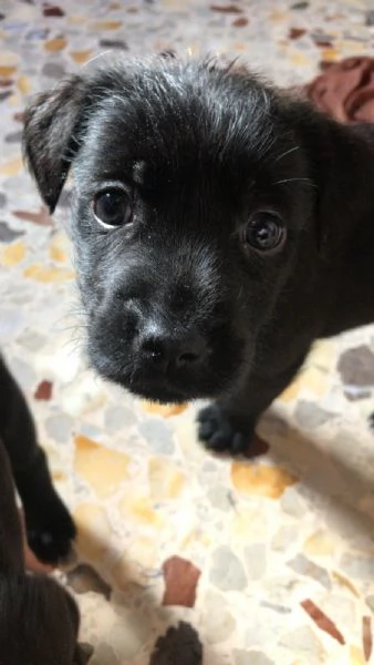 Regalo cuccioli di cane meticci Labrador - Spinona  | Foto 1