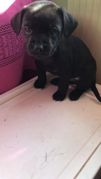 Regalo cuccioli di cane meticci Labrador - Spinona  | Foto 0