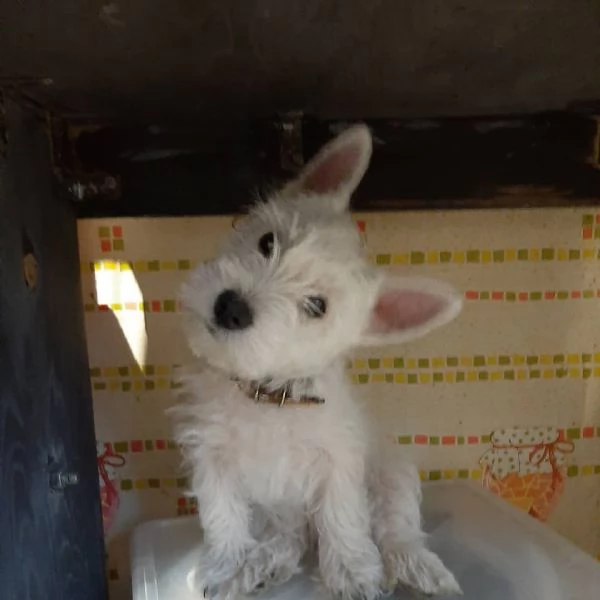 West highland terrier 