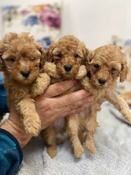 regala cuccioli di barboncino maschi e femmine