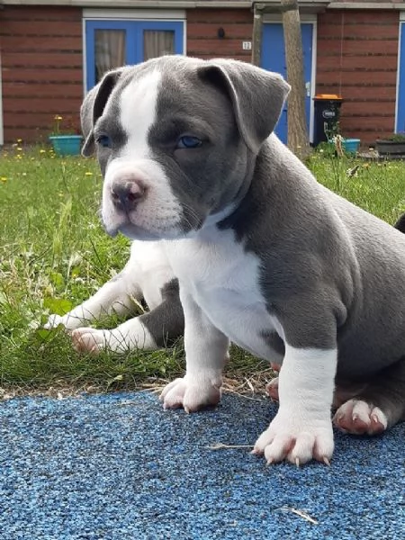 Adorabile cucciolo di Pitbull in attesa di adozione