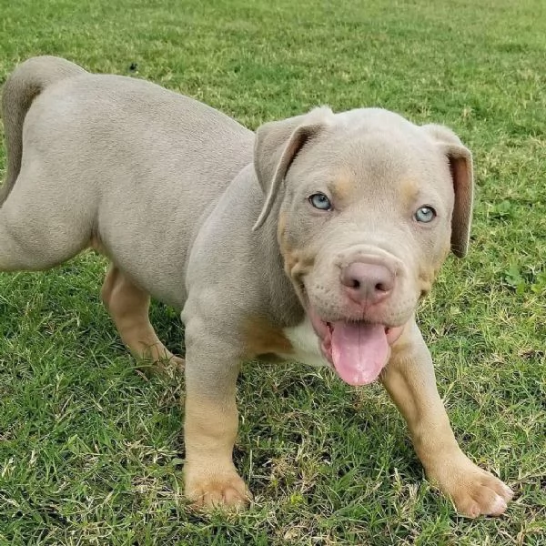 Cuccioli di pitbull di razza pura ora disponibili