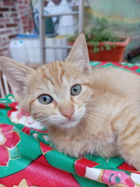 Cuccioli di gatto in regalo