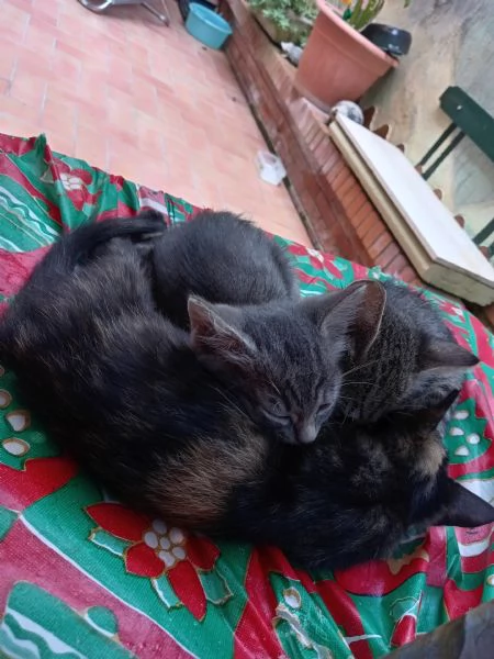 Cuccioli di gatto in regalo | Foto 6