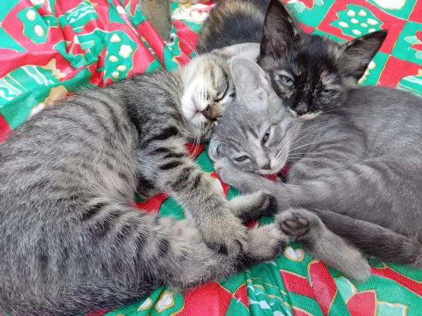 Cuccioli di gatto in regalo | Foto 4