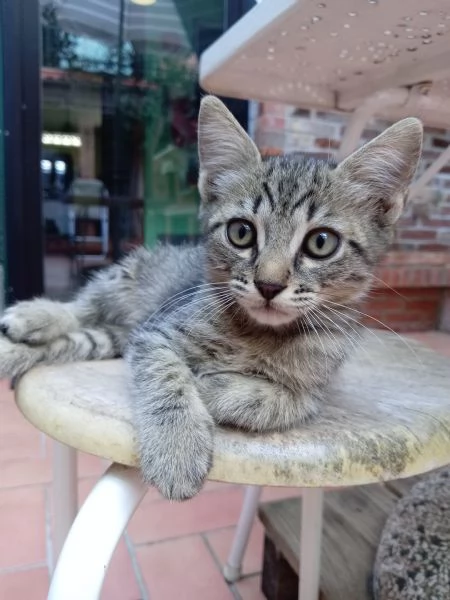 Cuccioli di gatto in regalo | Foto 2