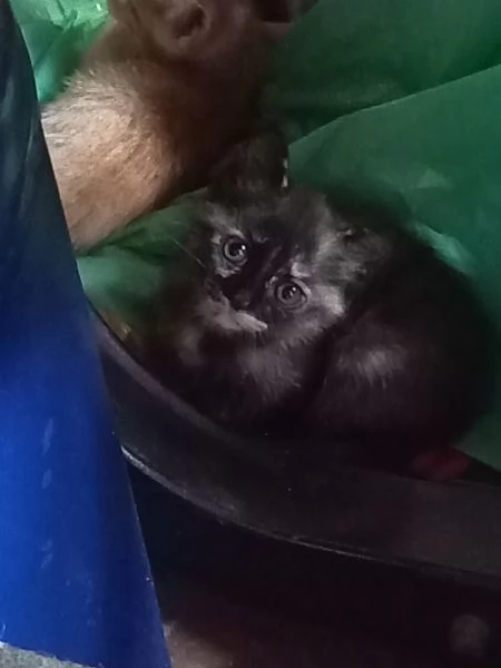 Cuccioli di gatto in regalo | Foto 0