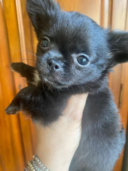 Chihuahua mini | Foto 0