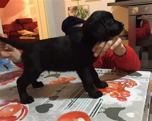 labrador cioccolato oppure neri