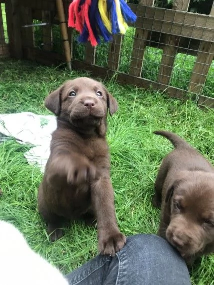 labrador cioccolato oppure neri | Foto 1