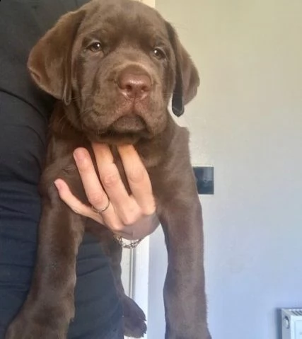 labrador cioccolato oppure neri | Foto 0