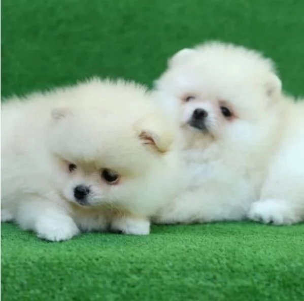 Cuccioli di Pomerania