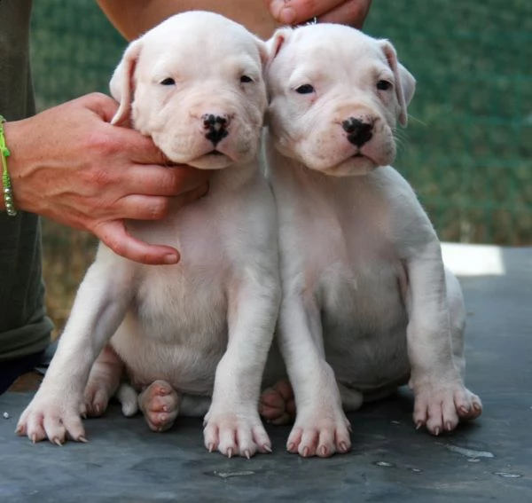 splendidi cuccioli di dogo argentino