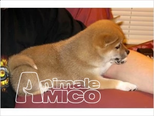 cuccioli shiba inu pronto