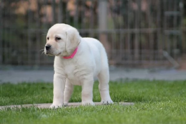 cucciolotti di labrador disponibili | Foto 2