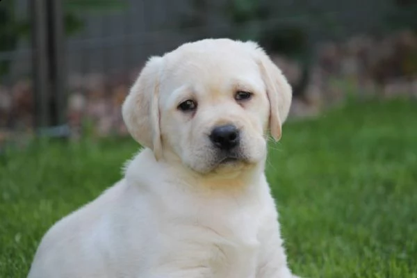 cucciolotti di labrador disponibili | Foto 0