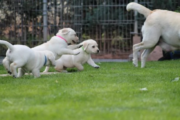 cucciolotti di labrador disponibili