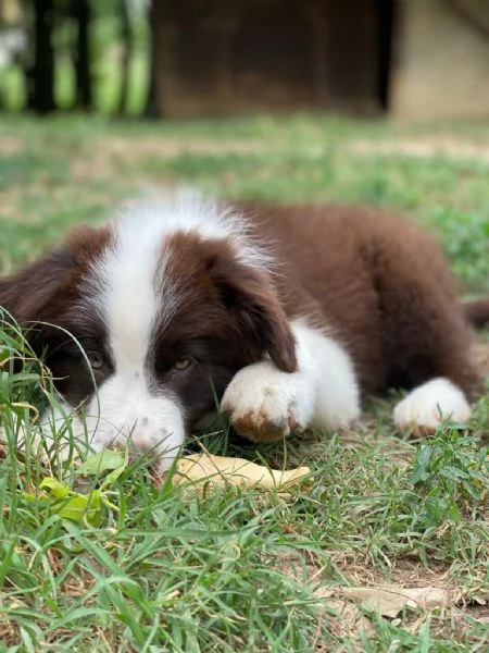 Cuccioli di altissima genealogia Border Collie